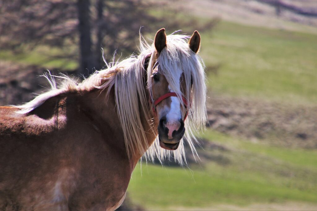 Horses Meadows The Mane The Horse  - pasja1000 / Pixabay